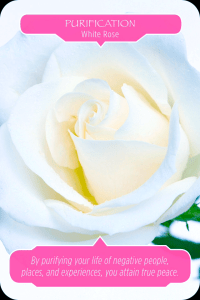 Purification white rose