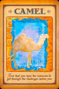 camel camel