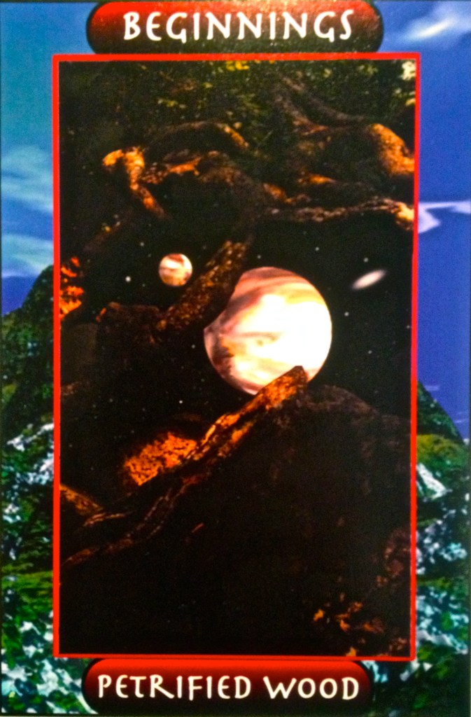 petrified wood beginnings