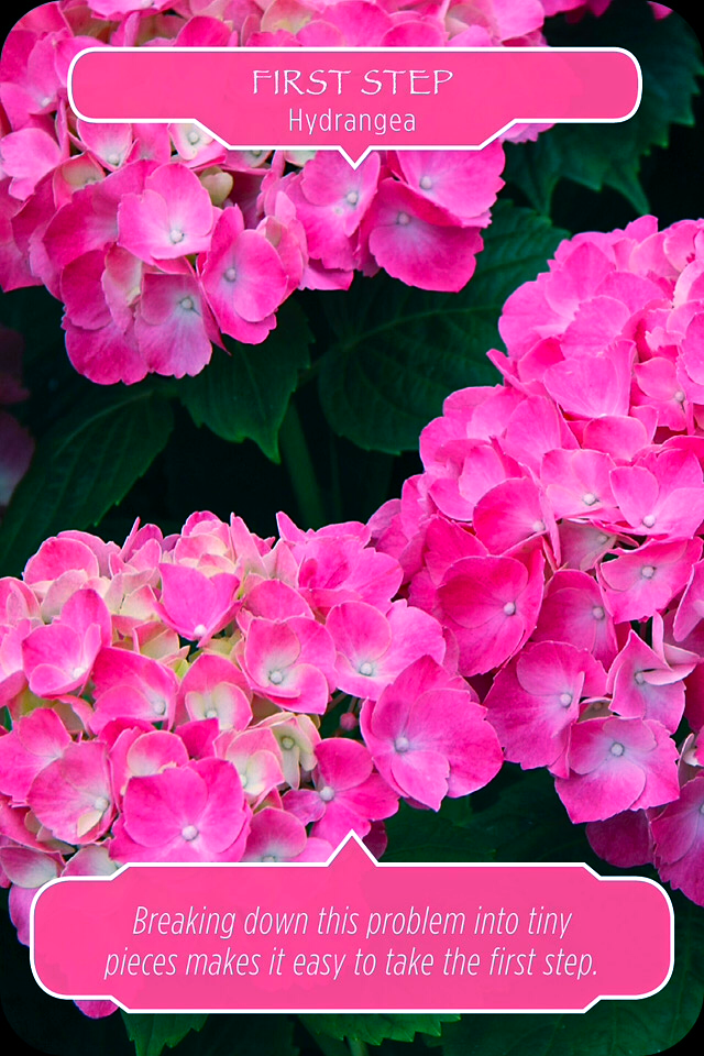 First Step ~ Hydrangea, from the Flower Therapy Oracle Card deck, by Doreen Virtue, Ph.D
