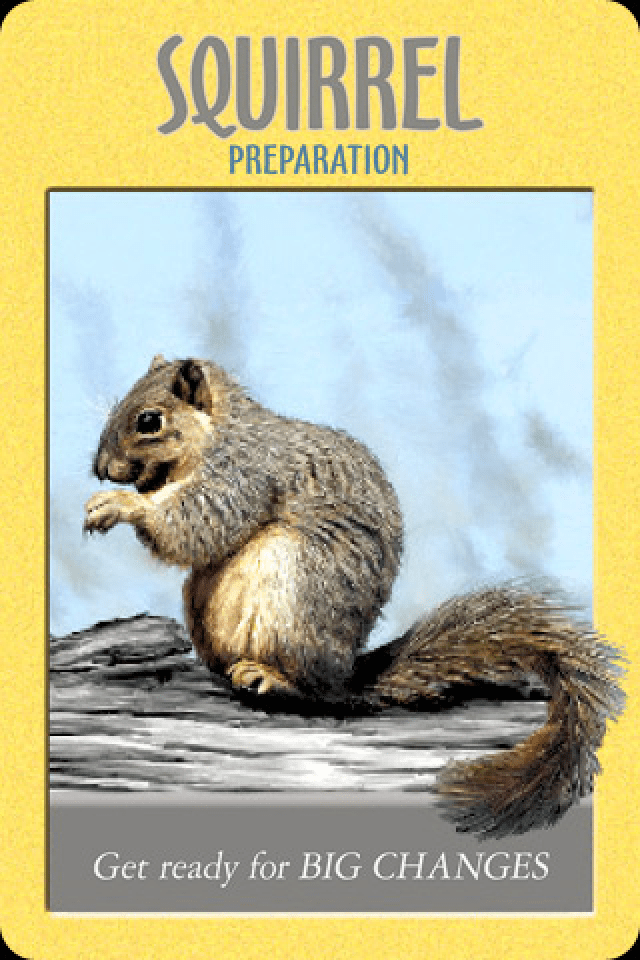 Squirrel ~ Preparation, from the Power Animal Oracle Card deck, by Stephen D Farmer