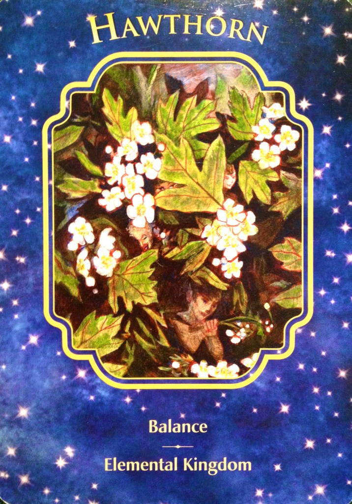Hawthorn, from the Angel Dreams Oracle Card deck, by Doreen Virtue, Ph.D and Melissa Virtue