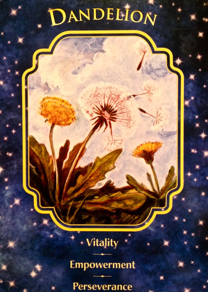 Dandelion, from the Angel Dreams Oracle Card deck, by Doreen Virtue, Ph.D and Melissa Virtue