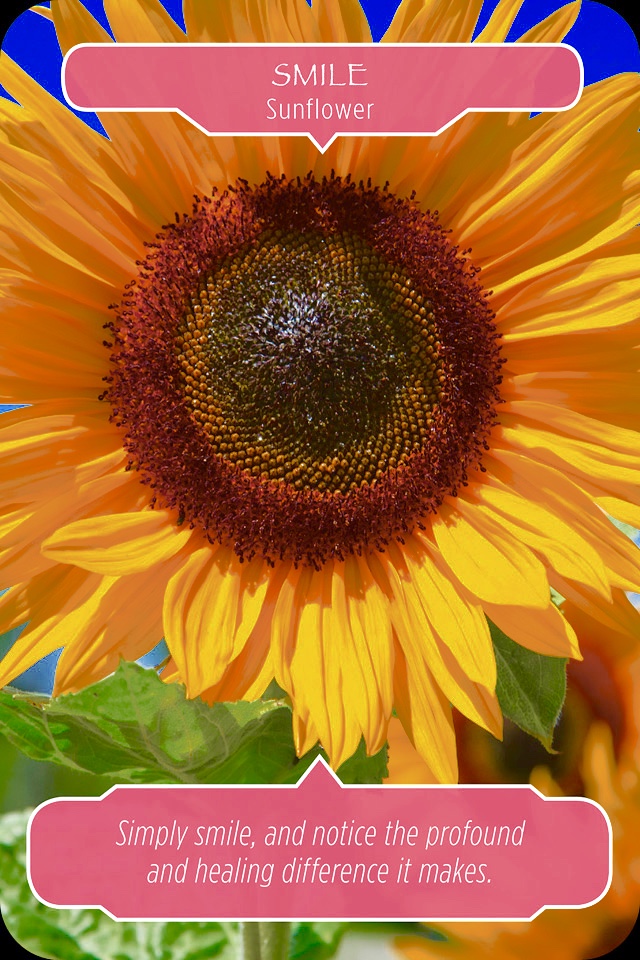 Sunflower ~ Smile, from the Flower Therapy Oracle Card deck, by Doreen Virtue Ph.D and Robert Reeves