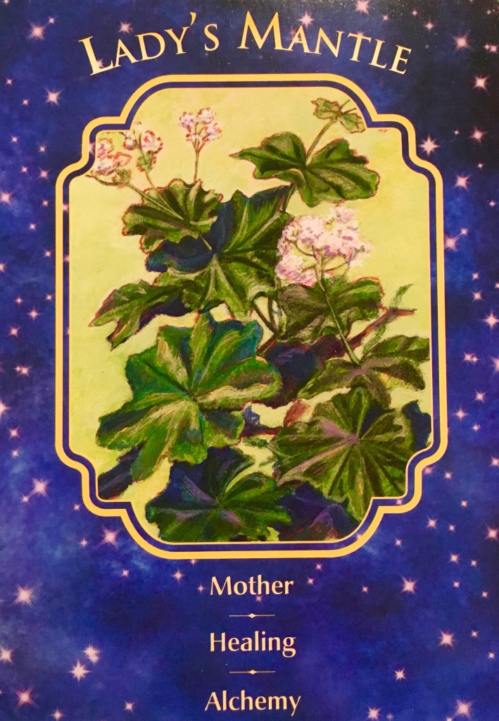 Lady's Mantle, from the Angel Dreams Oracle Card deck, by Doreen Virtue Ph.D and Melissa Virtue