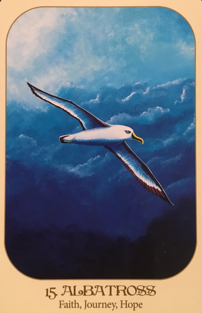 Albatross, from the Animal Voices Oracle Card deck, by Chip Richards 